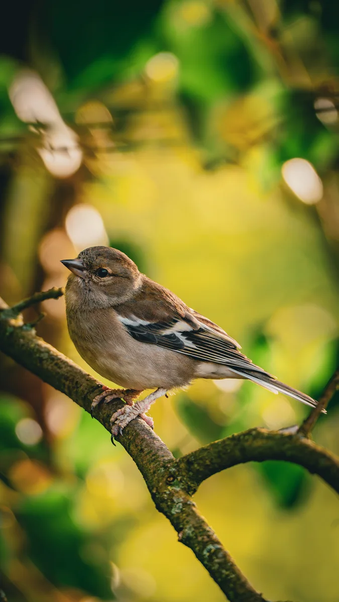 Patterns In The Green