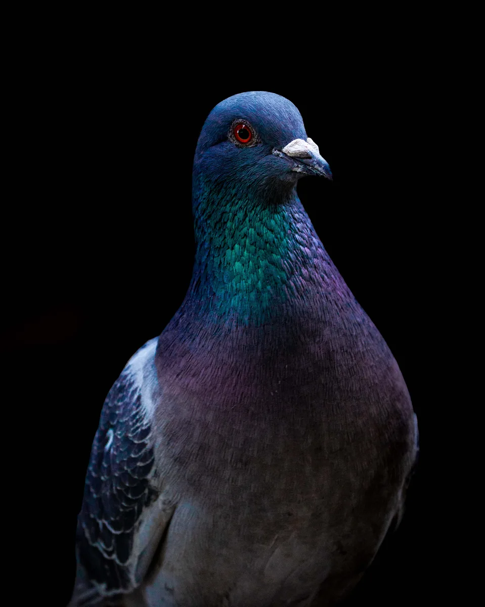 Pegion Portraits 2