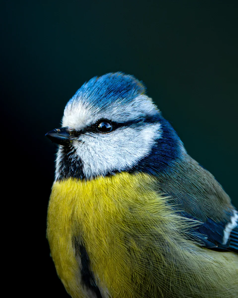 Portrait Of Blau Meise