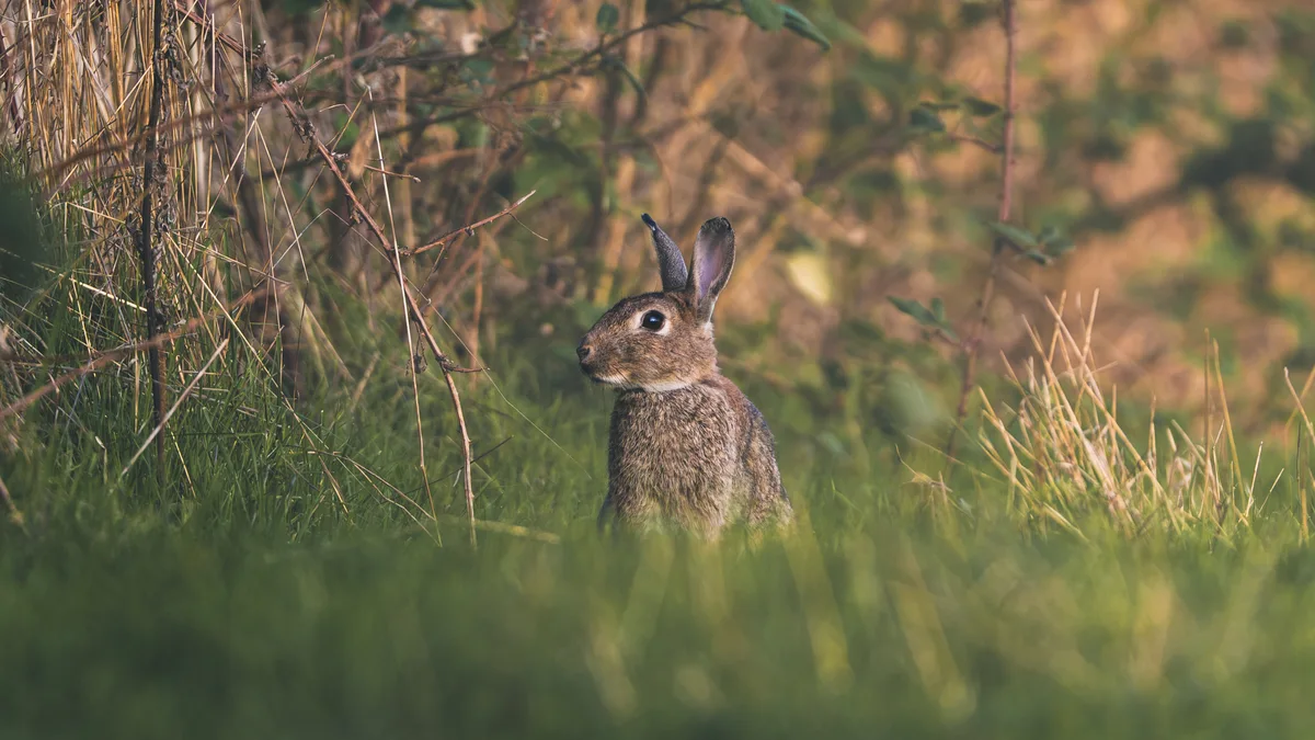Rabbit in Sunlight