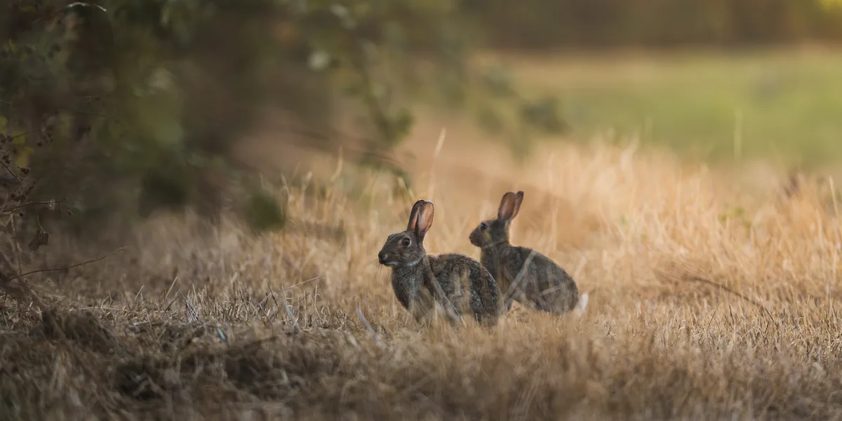 Rabbit