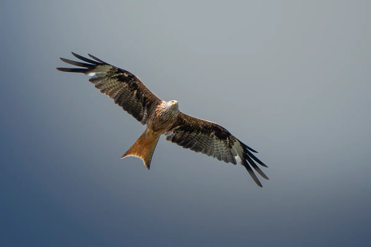 Raptor On Hunt