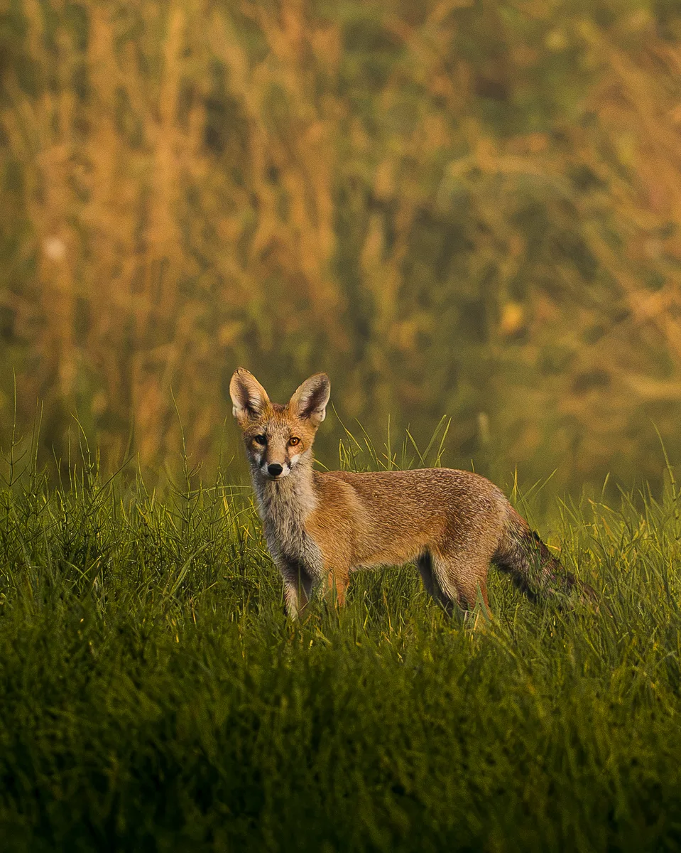 Red Fox