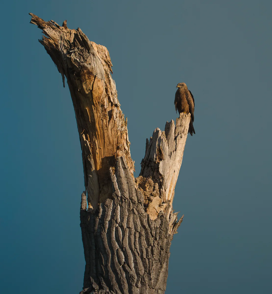 Red Kite 2
