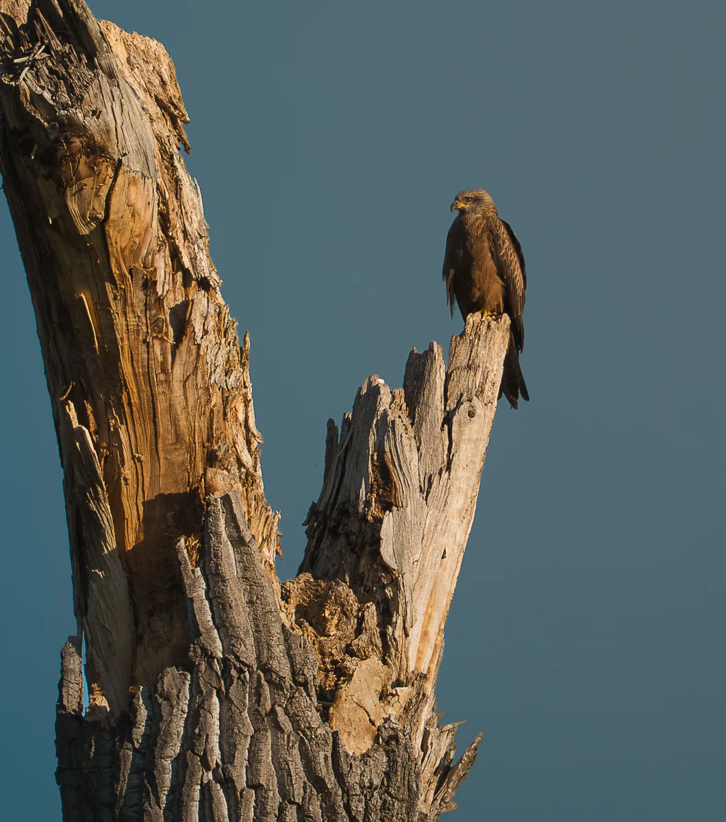 Red Kite 3