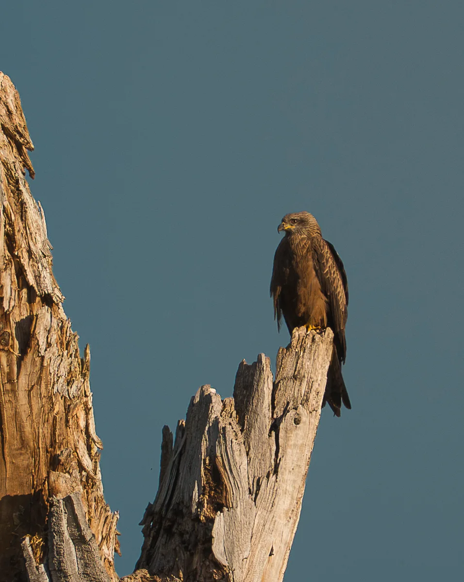 Red Kite 4