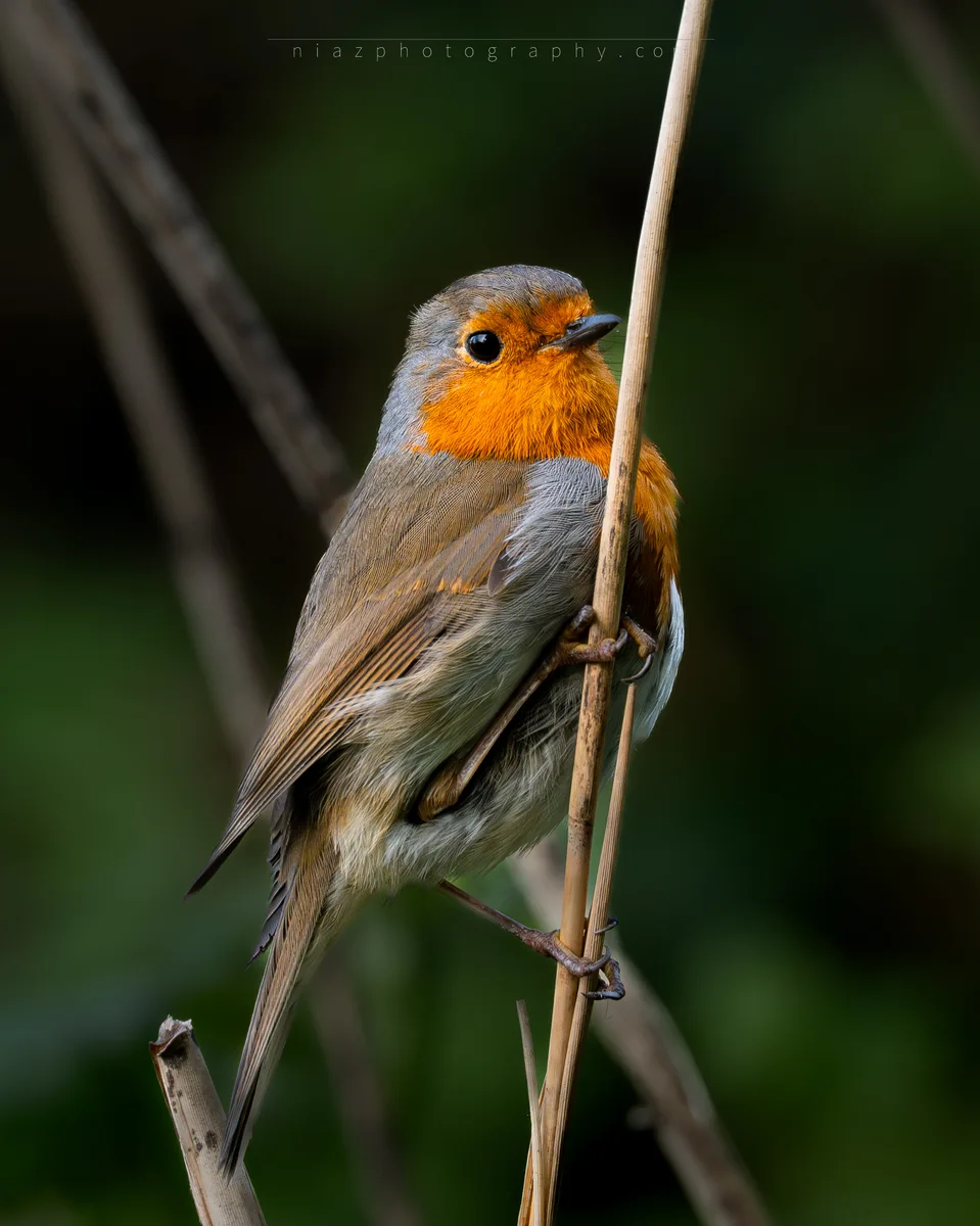 Robin On Perch