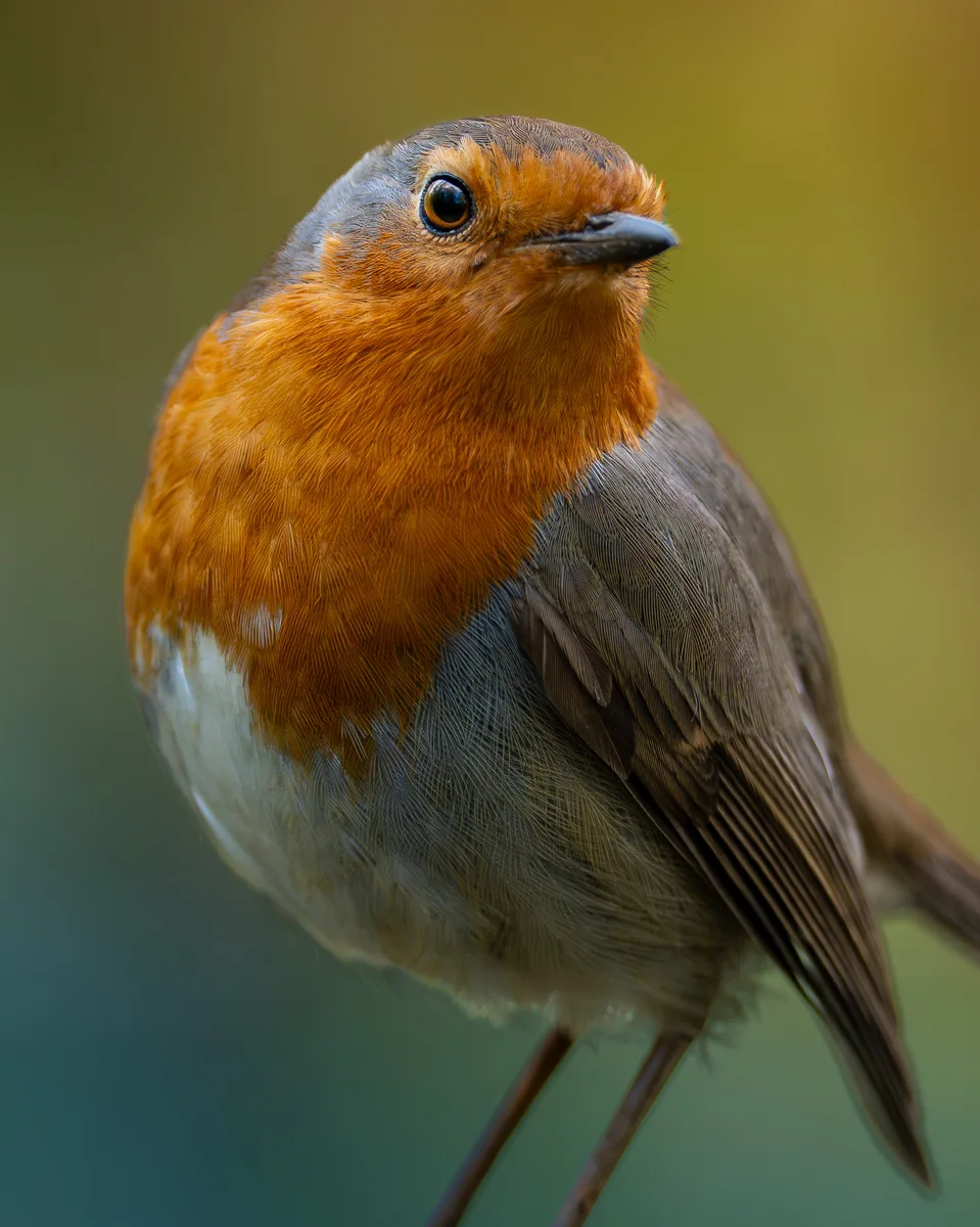 Robin