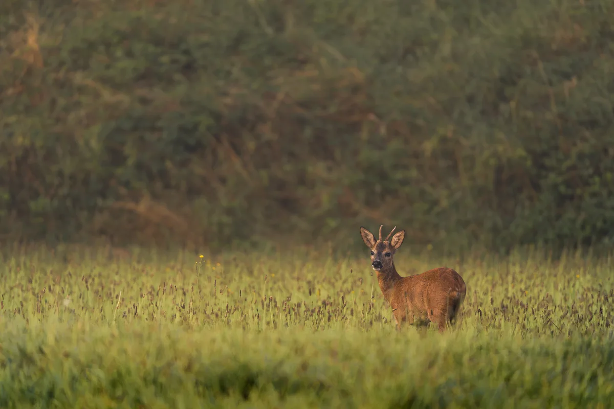 Roe Deer First Light