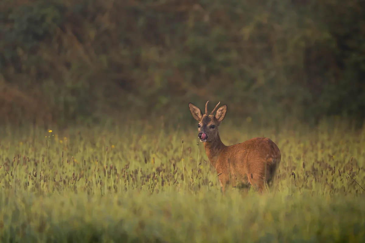 Roe Deer In Mist