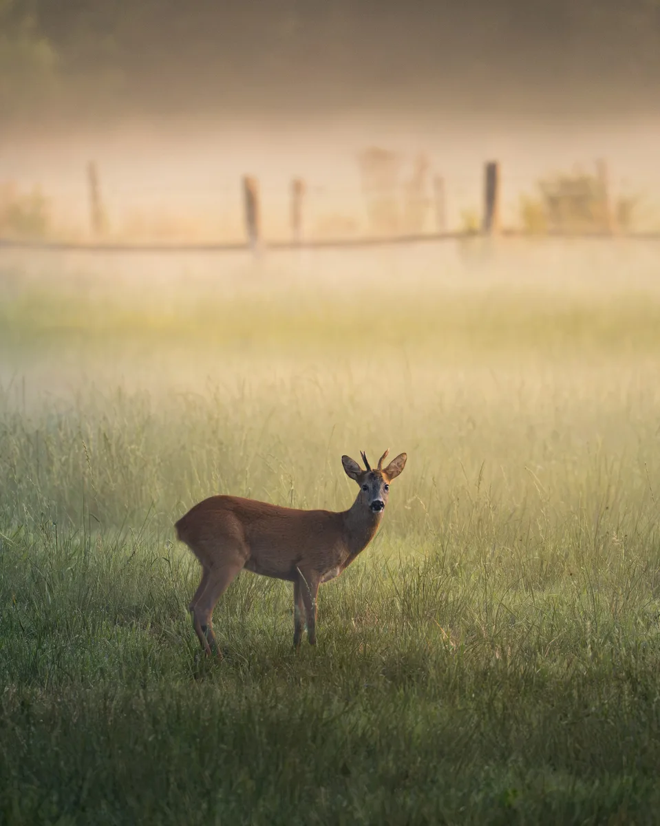 Roe Deer In The Mist