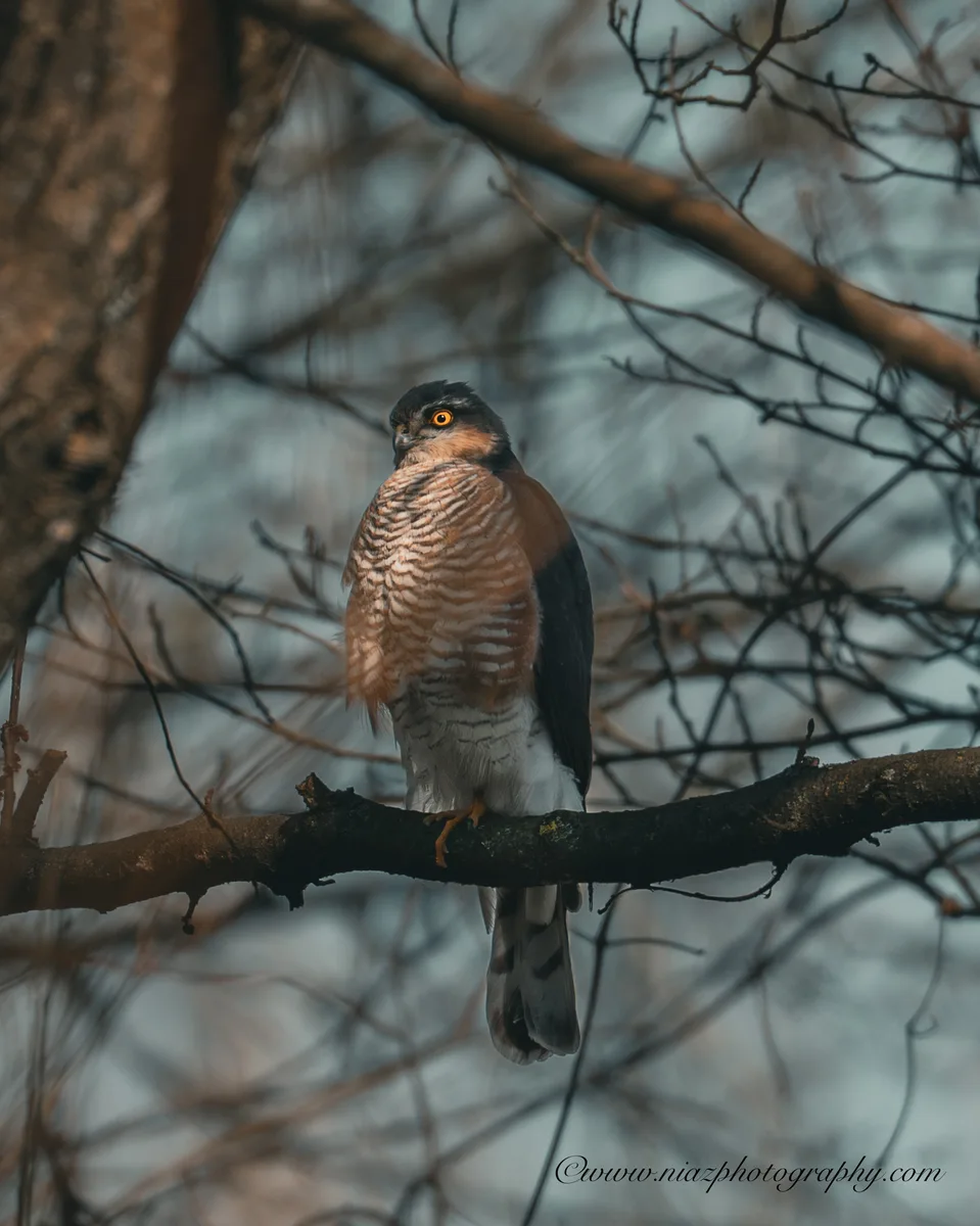 Sparrow Hawk