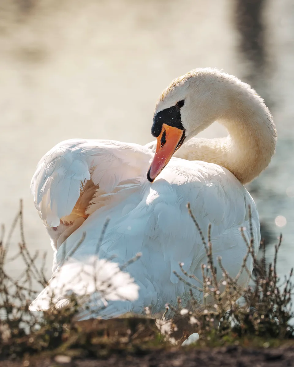 Swan