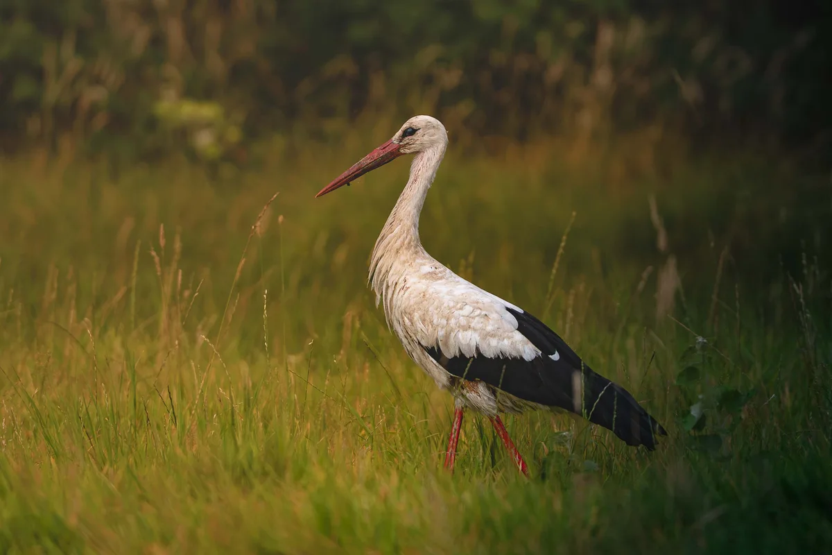White Stork