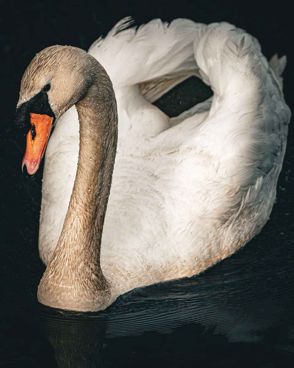 Wild Swan 1