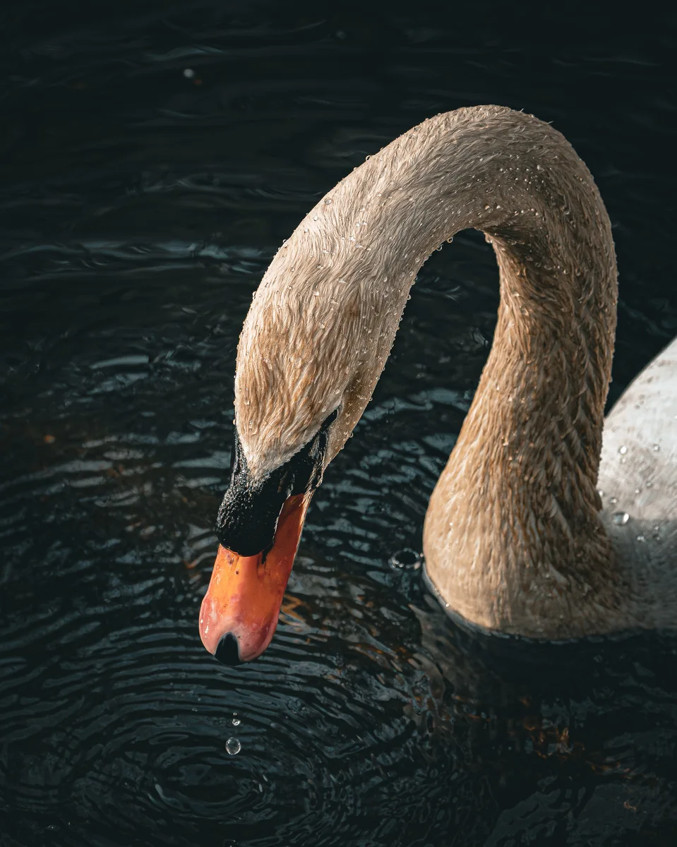 Wild Swan 2