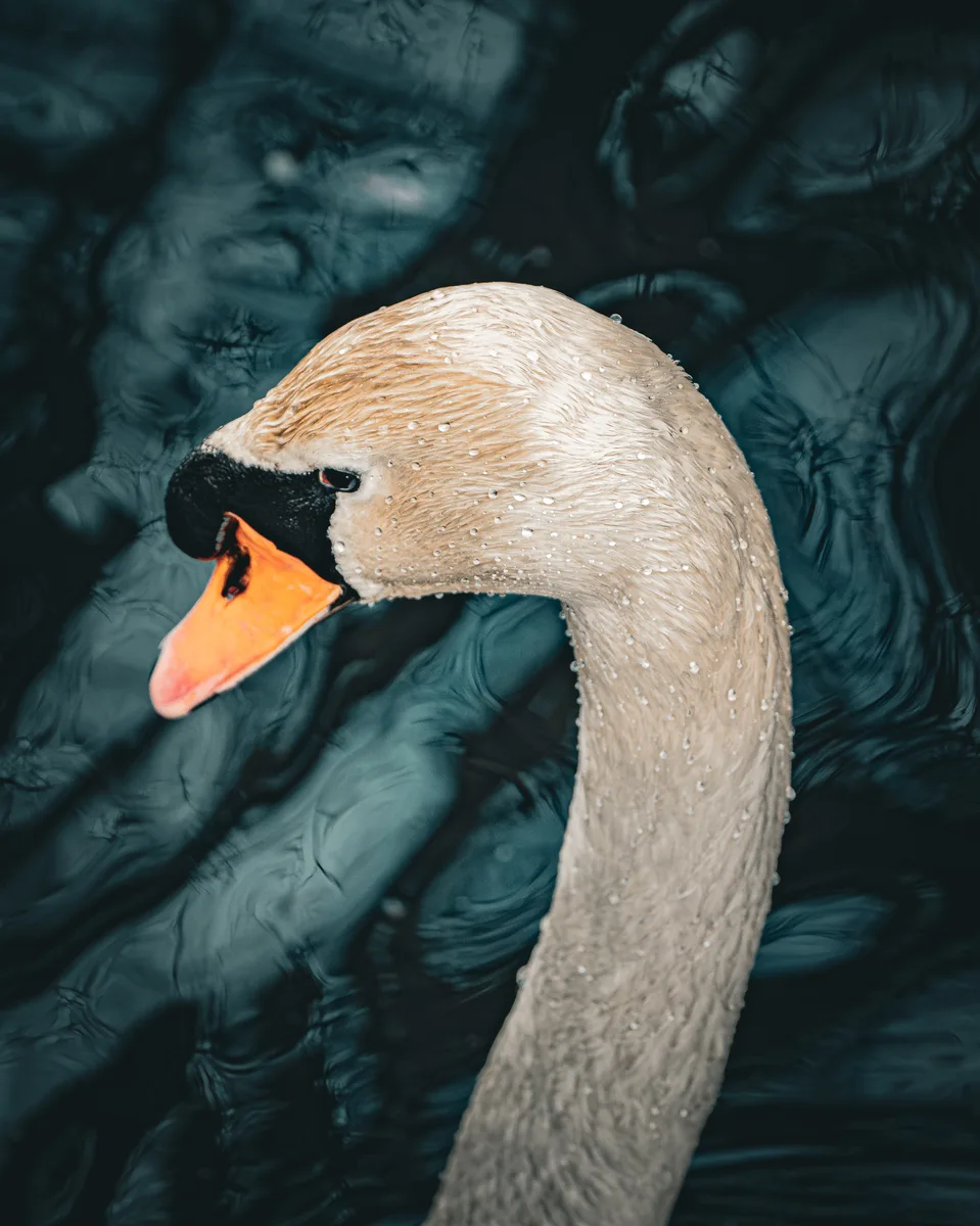 Wild Swan 3