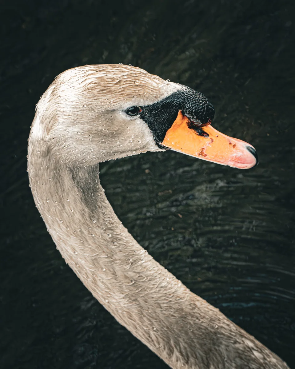 Wild Swan 4
