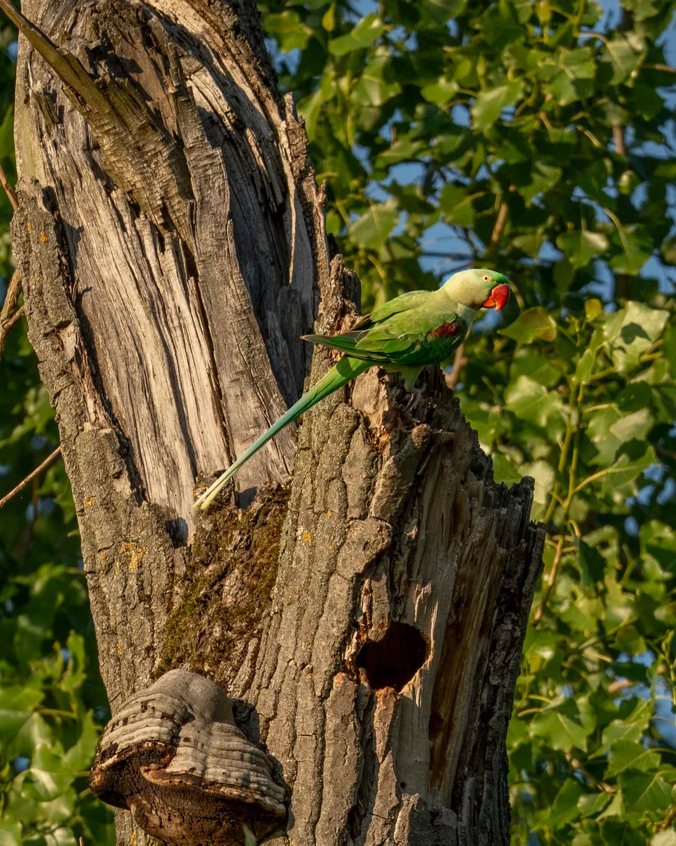 Parakeet Against Evening Sun 