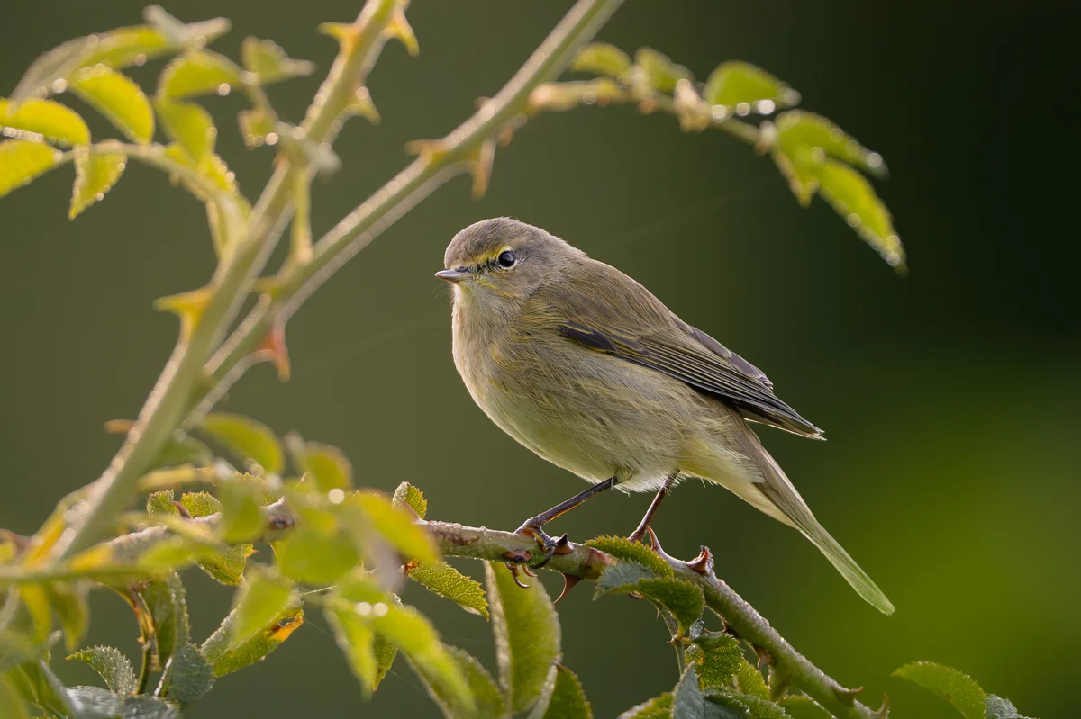 Wren