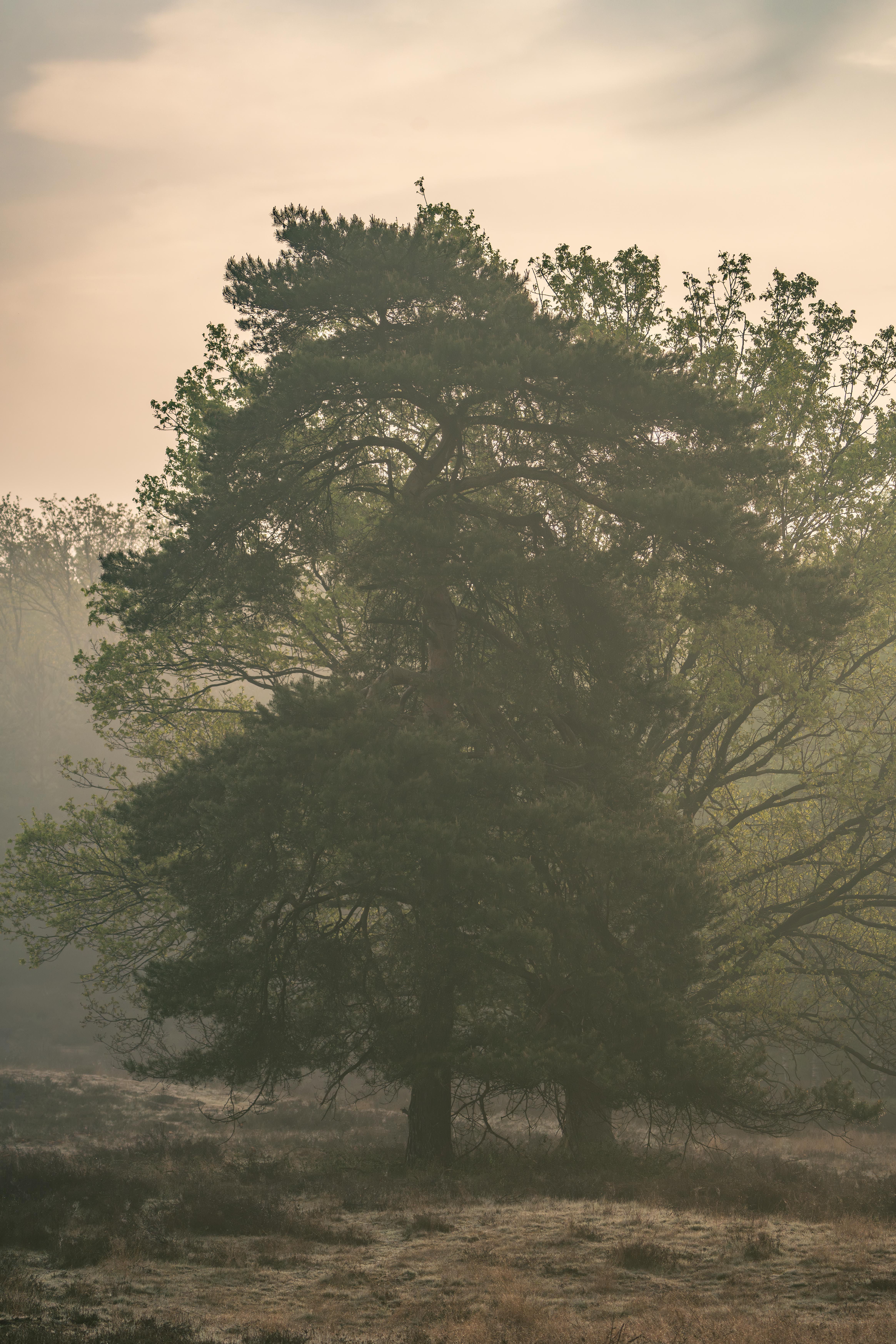 In The Morning Fog
