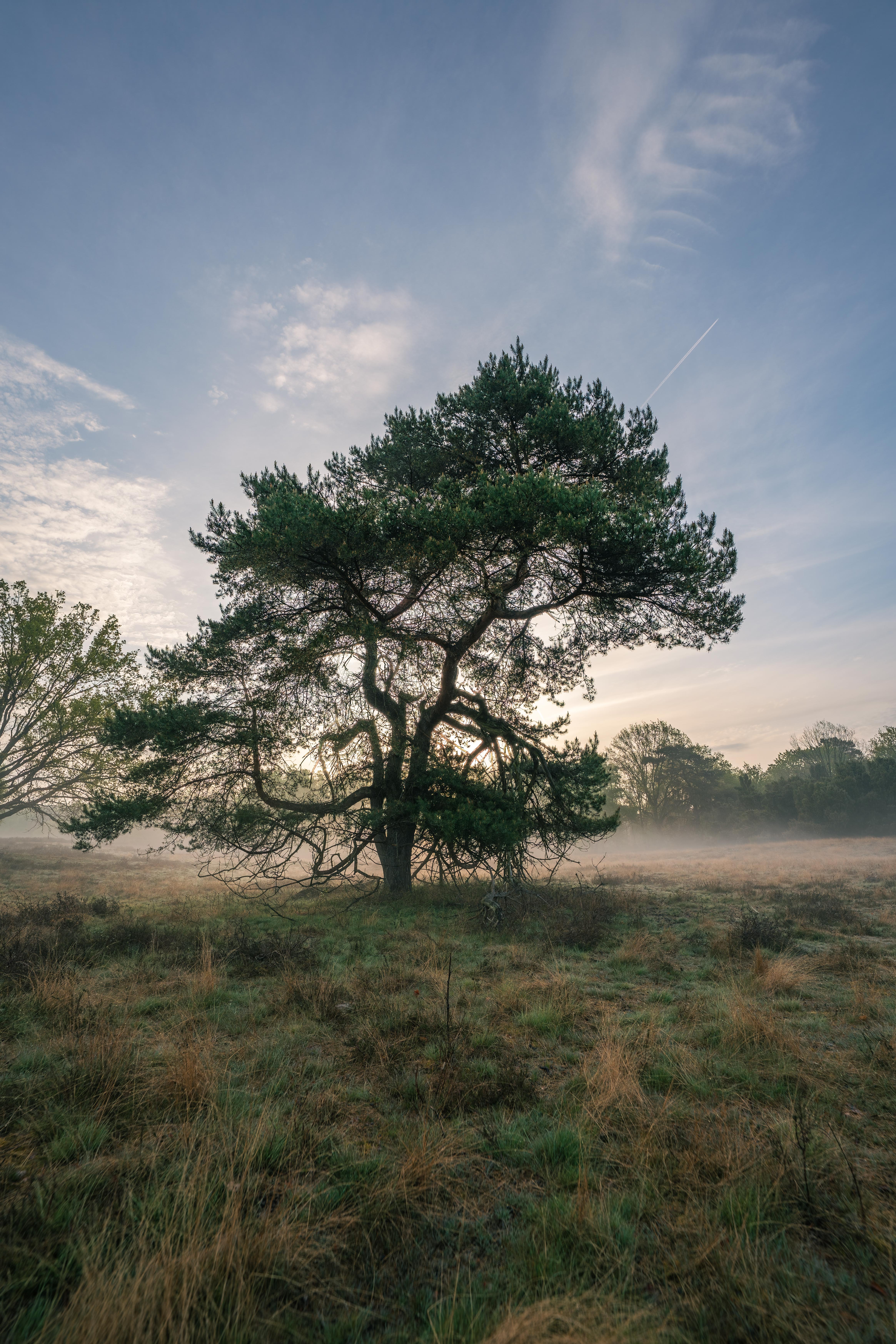 Woodland Meadow