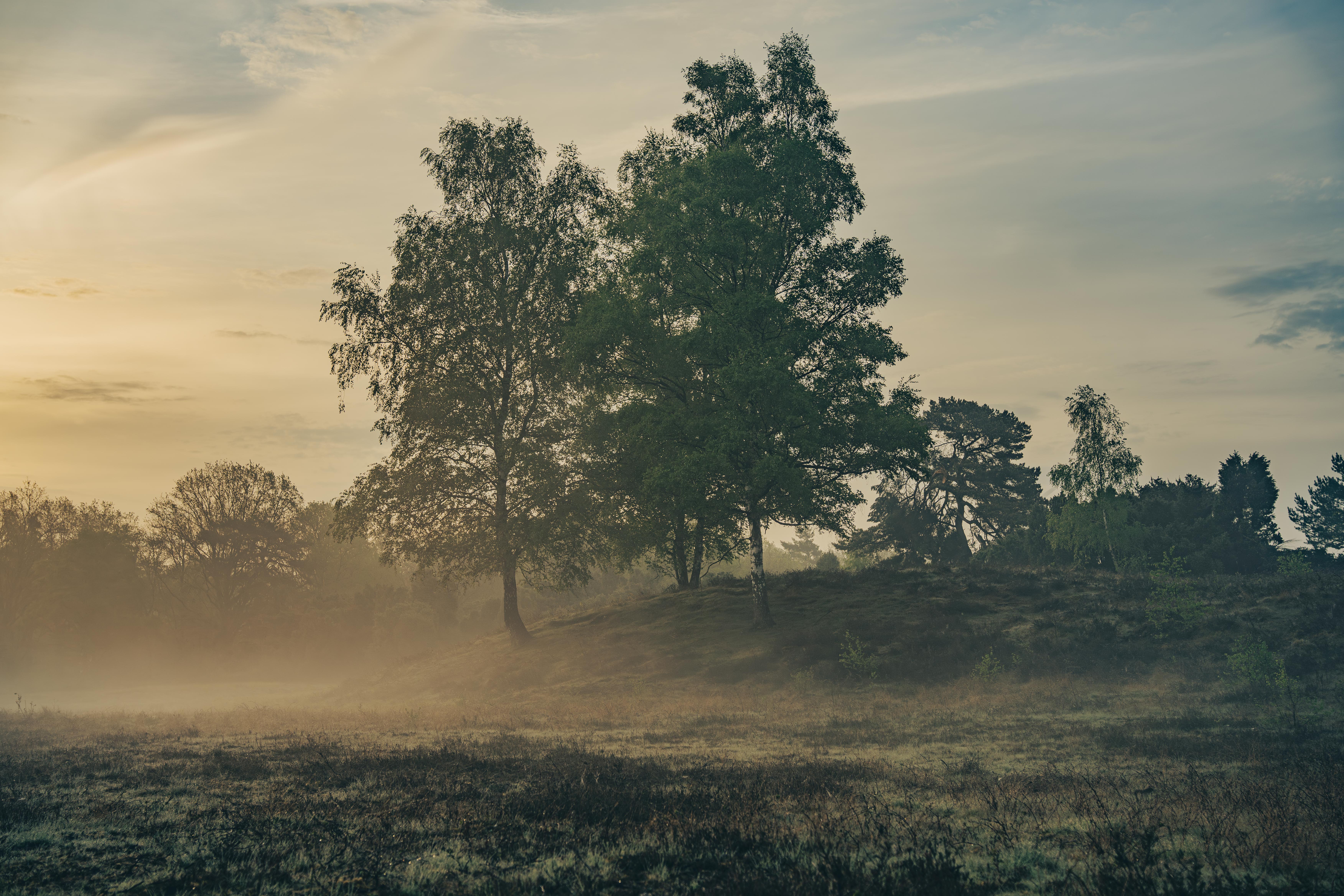 Woodscape