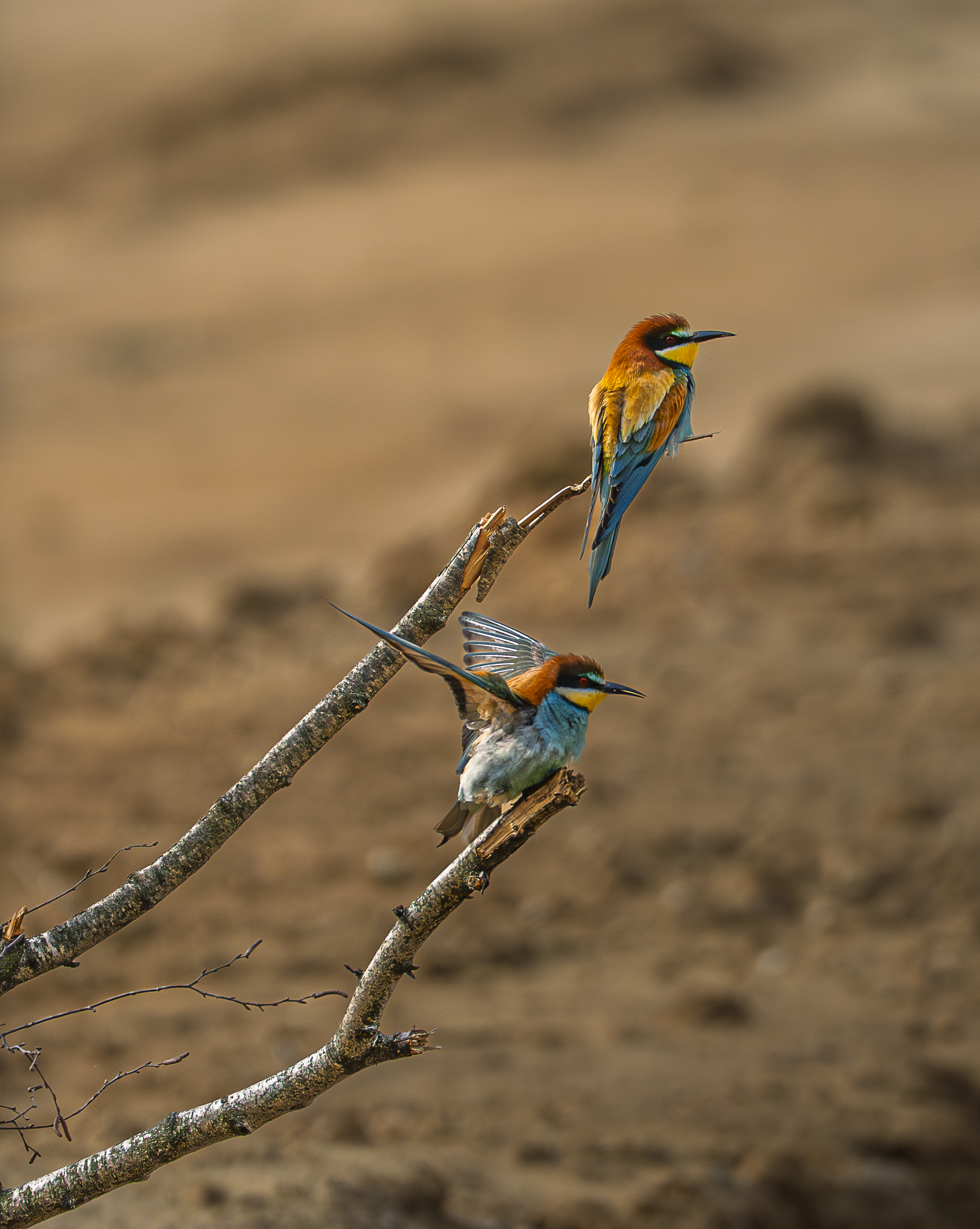 Bee Eaters