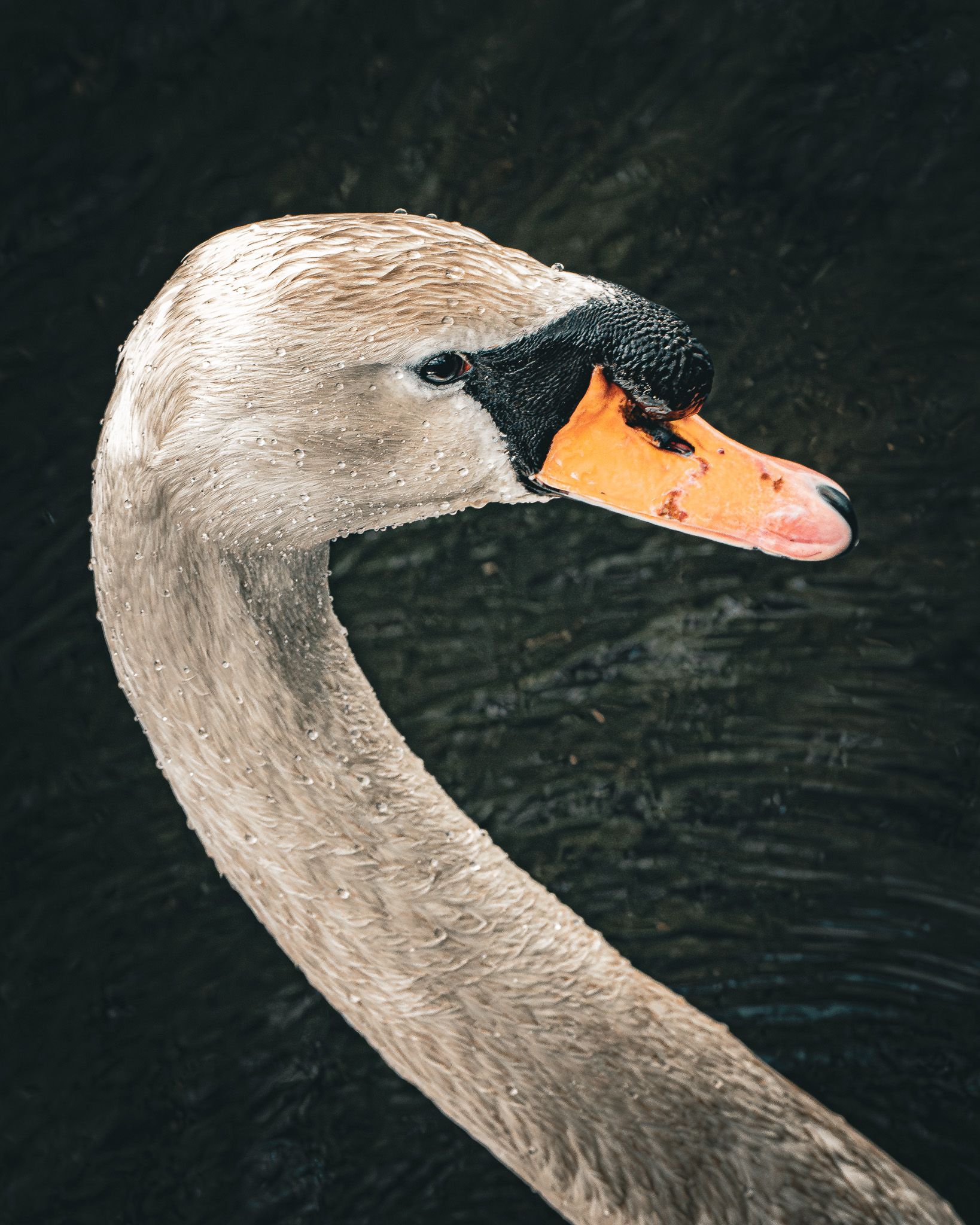 Wild Swan 4